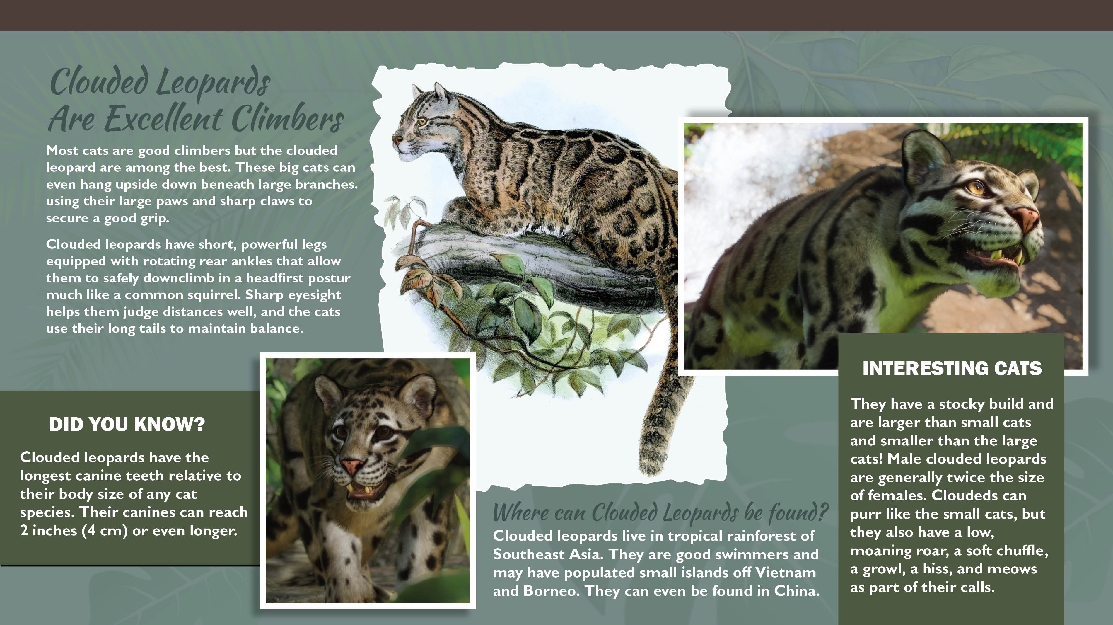 CloudedLeopard_ExcellentClimbers_Medium.jpg