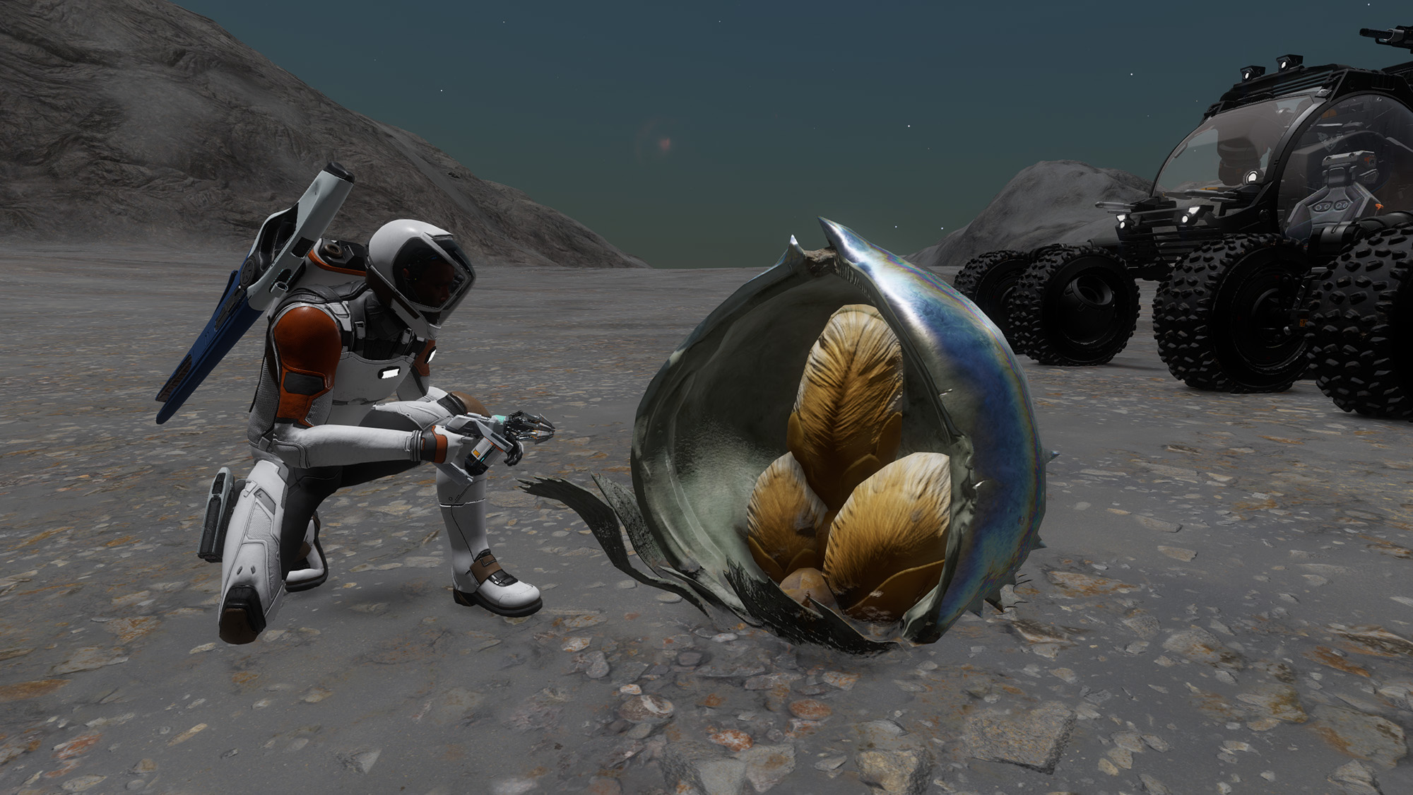 clypeus_margaritus.jpg