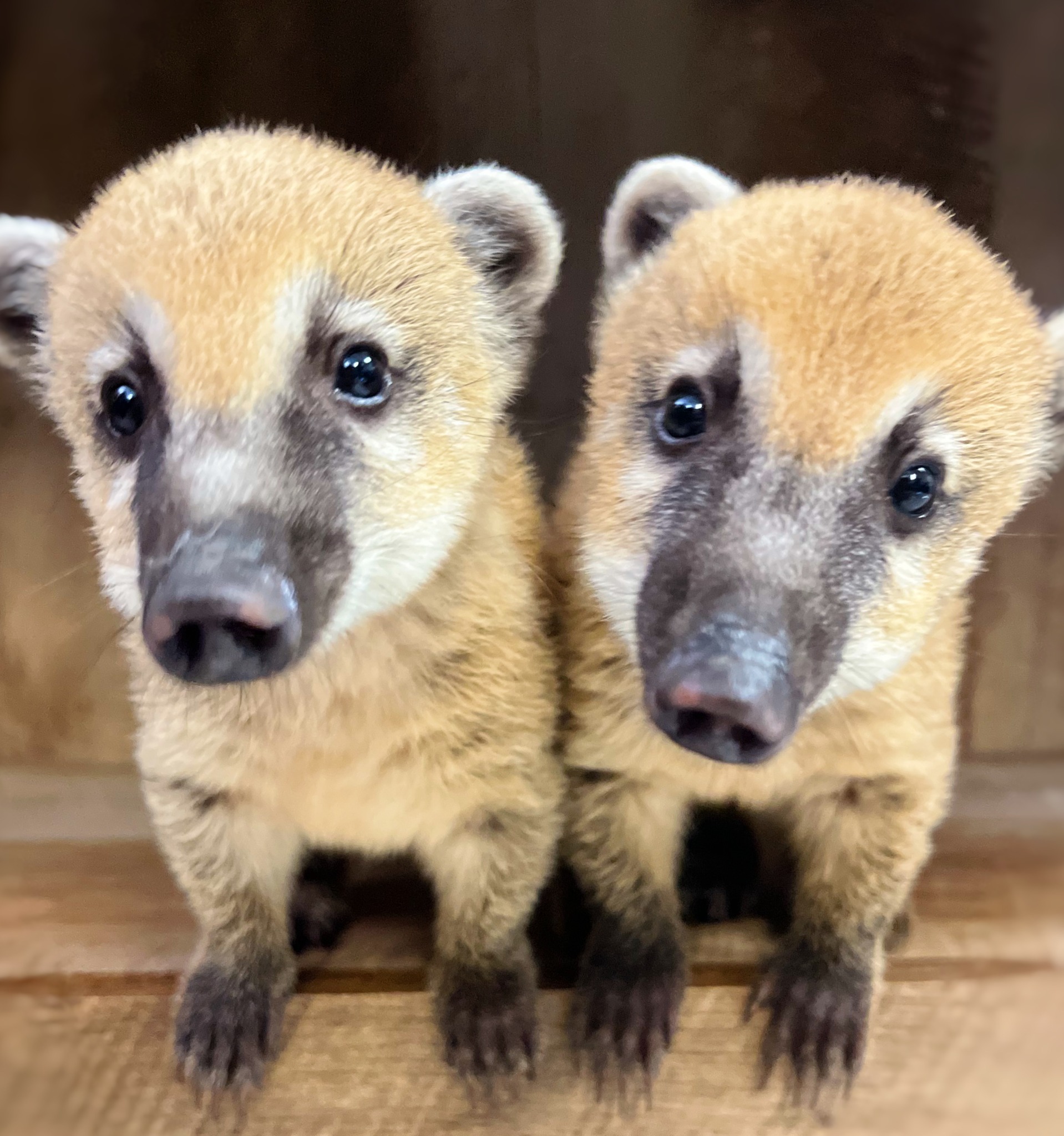 coati-babies-2022-4005276511.jpeg