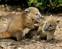 coati babies.jpg