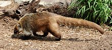 Coati_Nasua_narica_Side_2212px.jpg