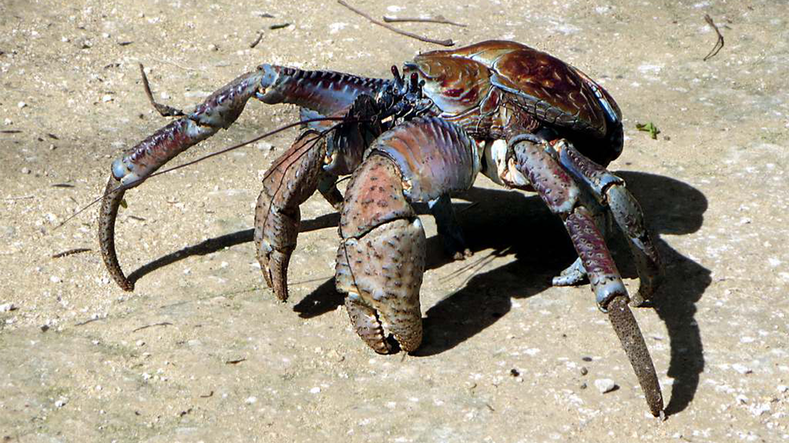 coconut-crab.jpg