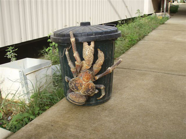 CoconutCrab2.jpg