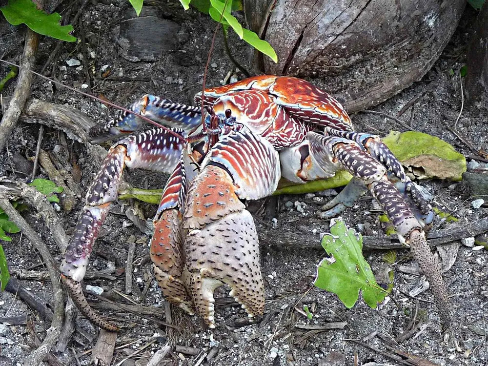 CoconutCrab3.jpg