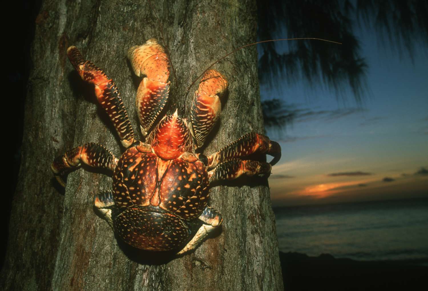 CoconutCrab4.jpg