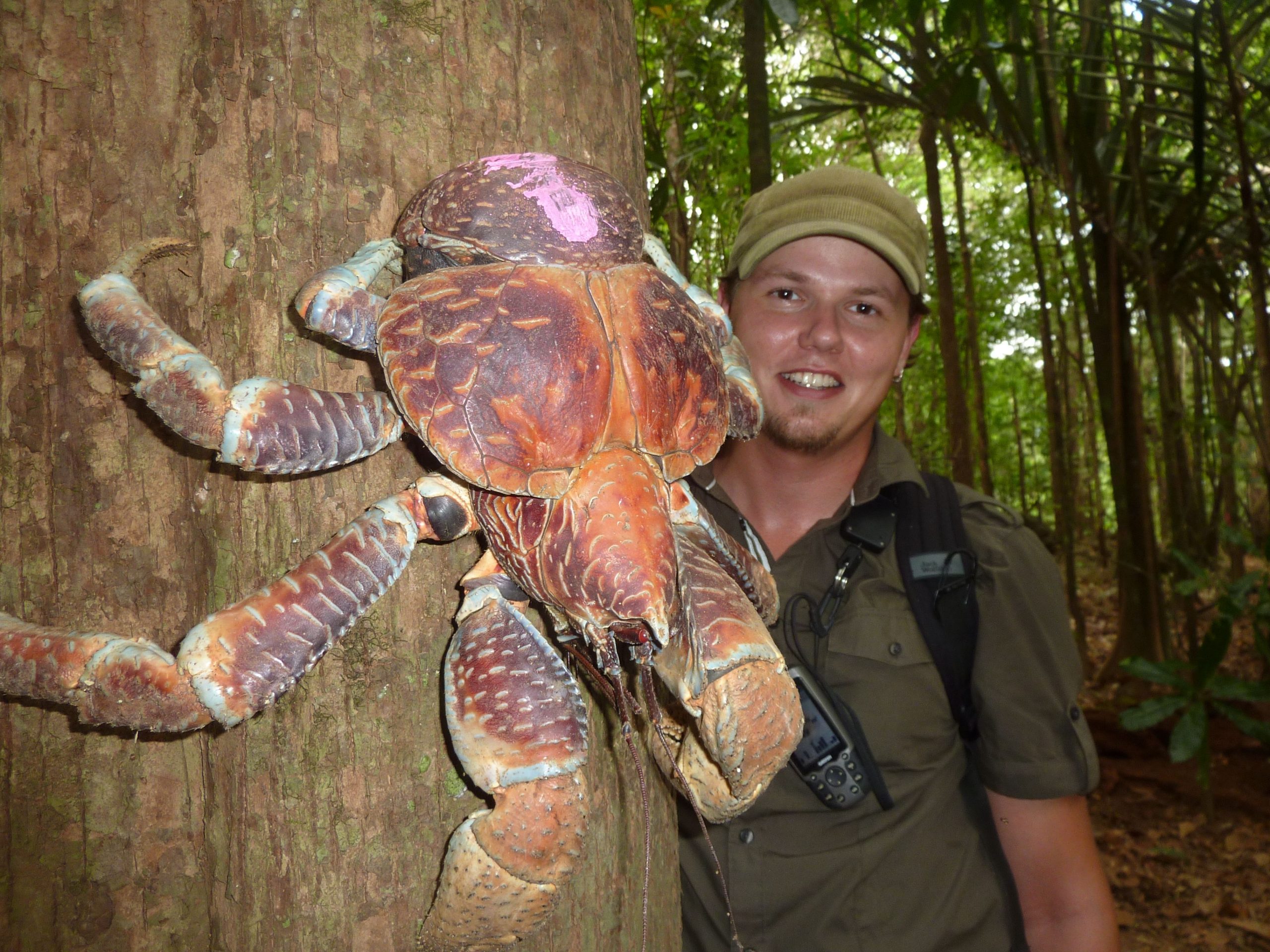 CoconutCrab6.jpg