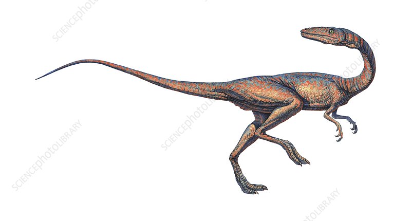 Coelophysis.jpg