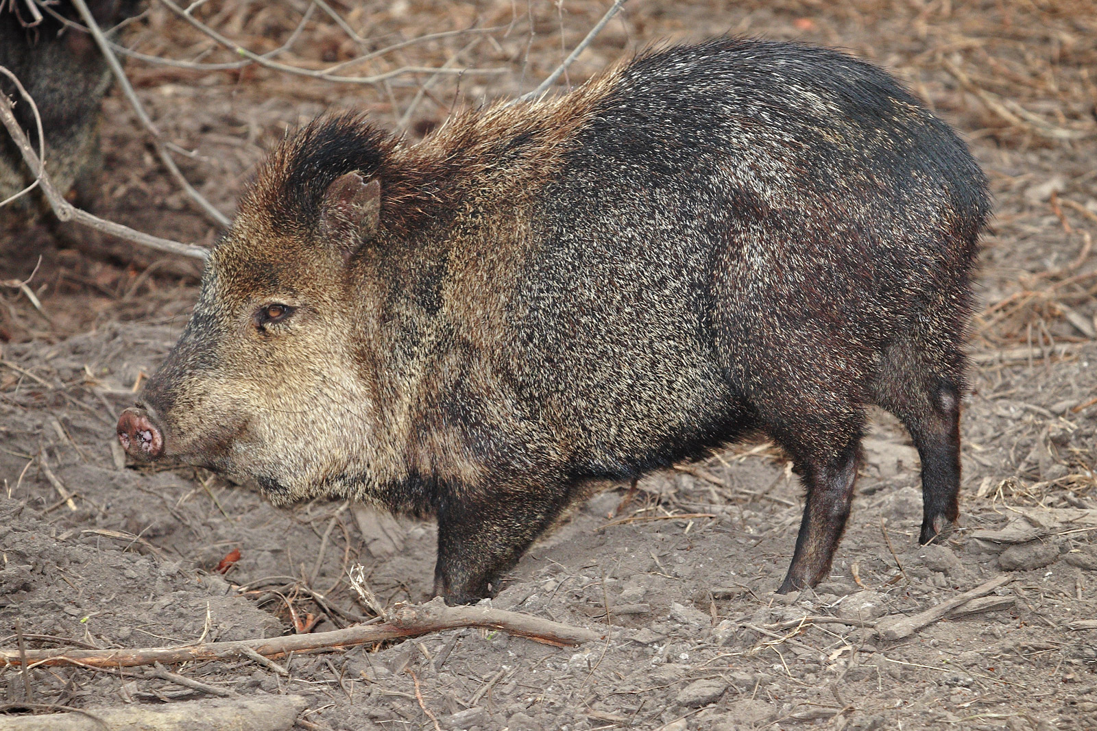 Collared_peccary02_-_melbourne_zoo.jpg