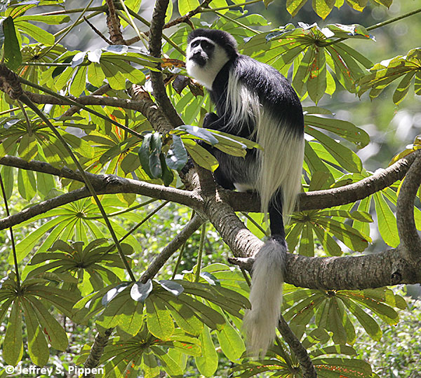 colobus monkey.jpg