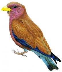 color3337.jpg