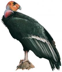 color943.jpg