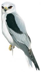 colorblackshoulderedkite.jpg