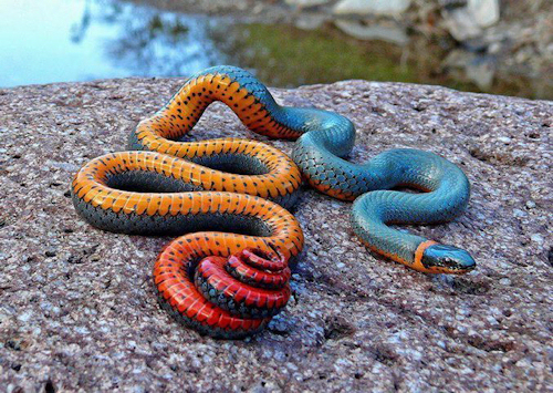 coloredsnake.jpg