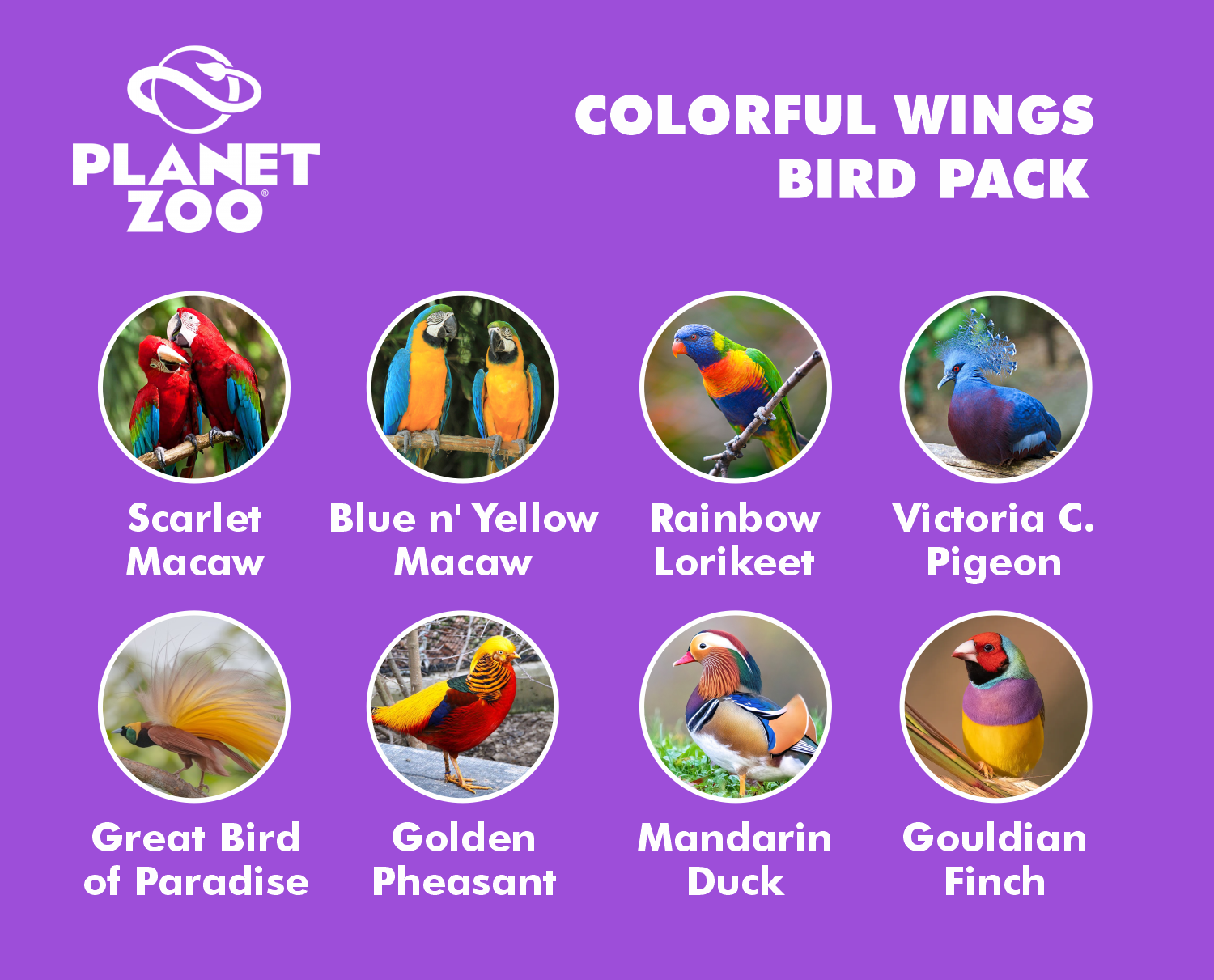 colorful wings.png