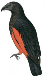 colorpesquetsparrot.jpg