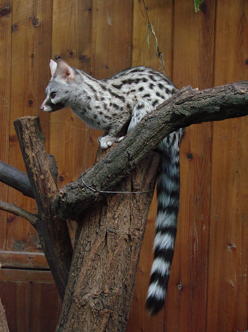 Common genet.JPG