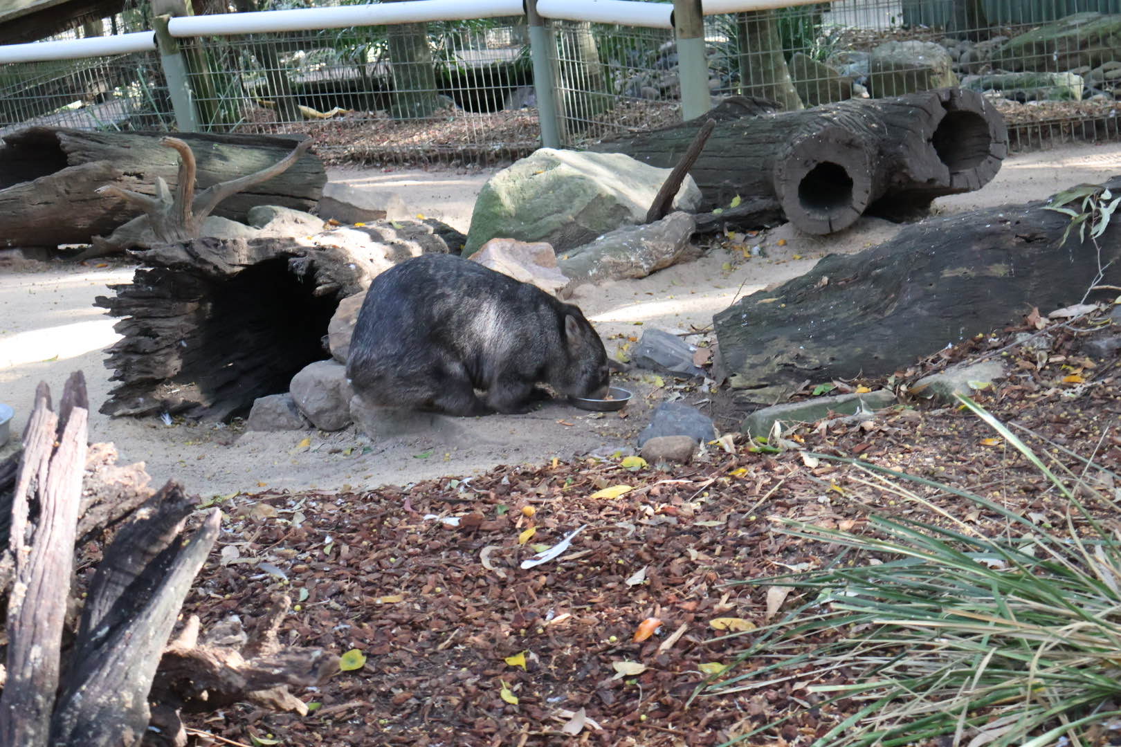 common wombat.jpg