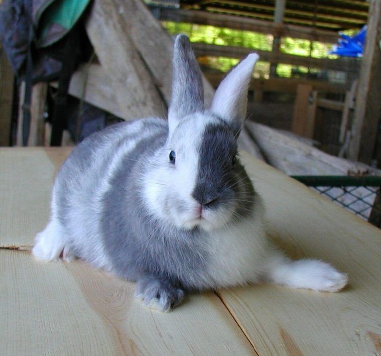 conejo-arlequin-blanco-y-gris.jpg
