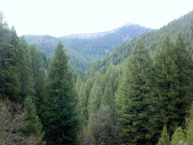 Conifer_forest.jpg