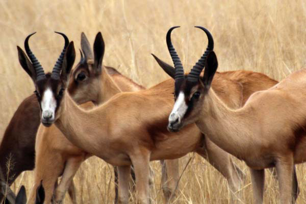 copper-springbuck.png