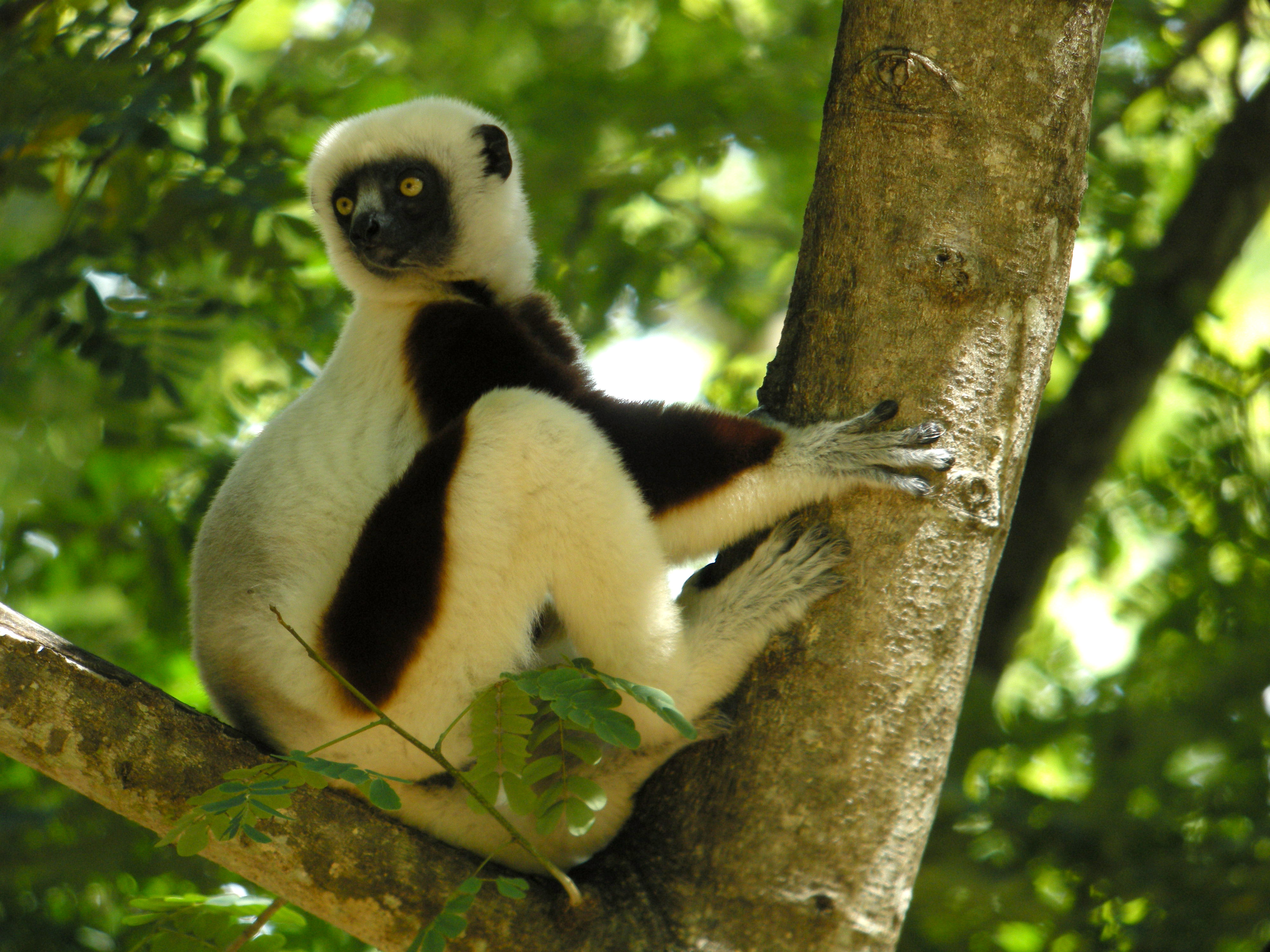 Coquerel's_Sifaka,_Ankarafantsika,_Madagascar_2.jpg