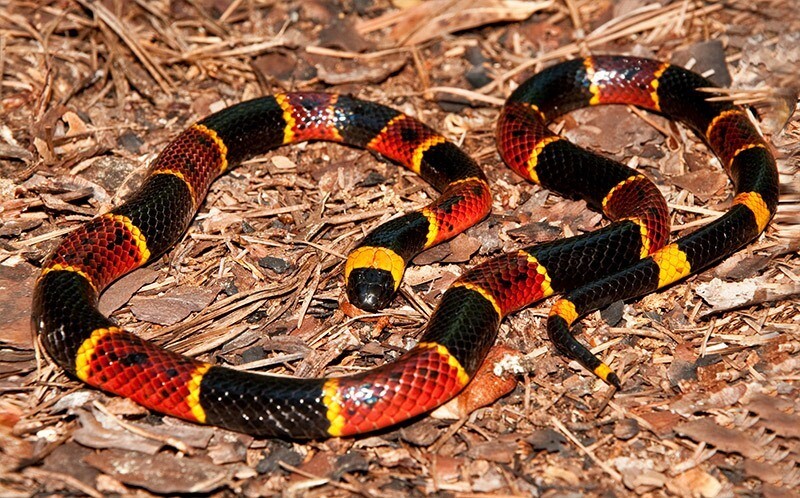 coral-snake.jpg