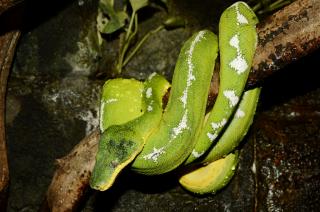 Corallus batesi.jpg