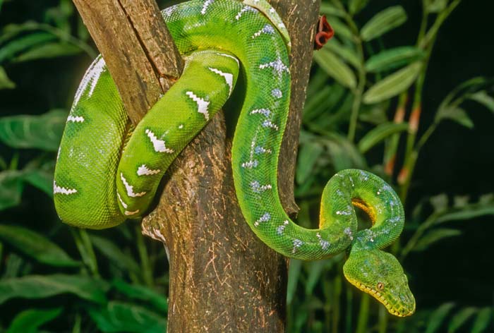 Corallus-caninus.jpg