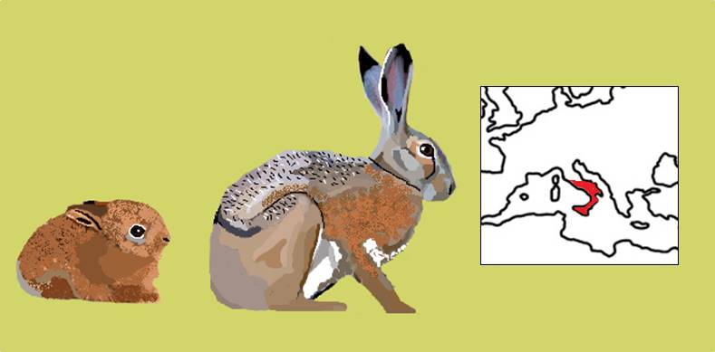 Corsican hare.jpg