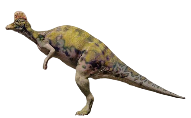 CorythoJPIIIimage.png
