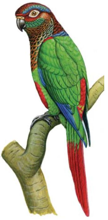 Cotorrita-de-sinu.jpg