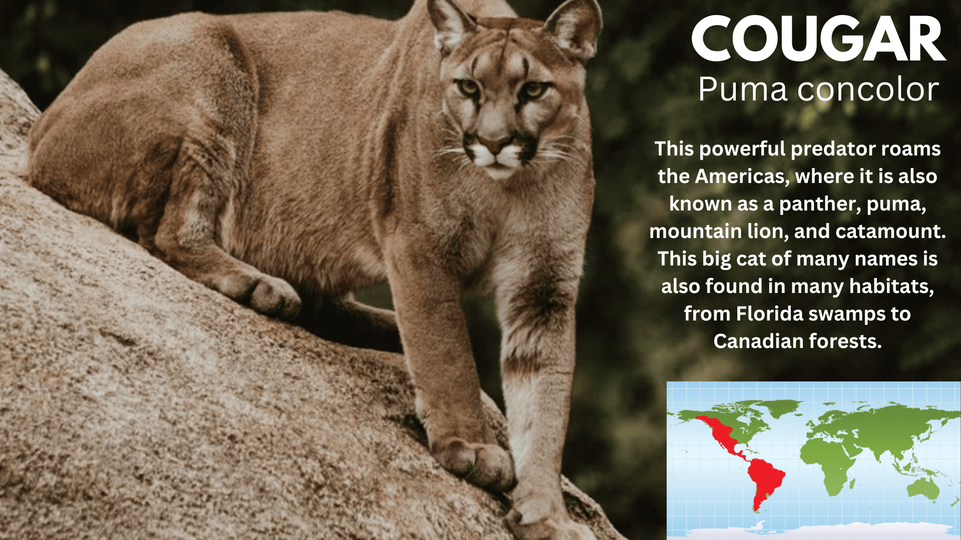 COUGAR (1).png