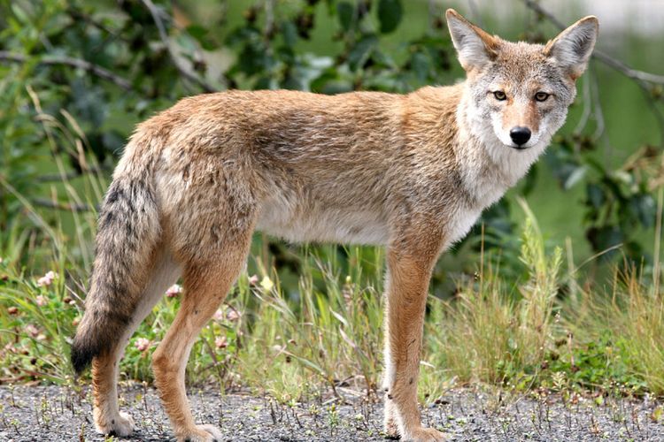 coyote-750x500.jpg