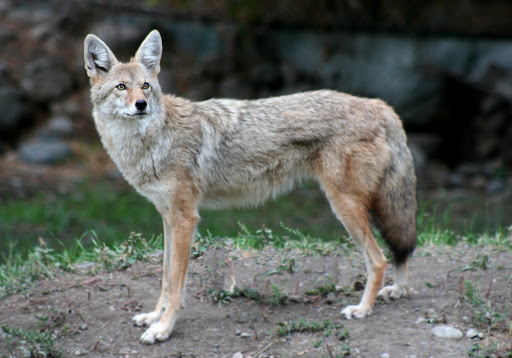 coyote.jpg