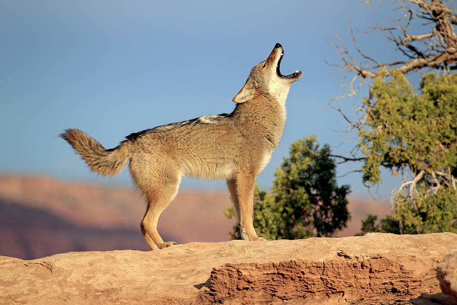 coyote-tier-und-naturfotografie-j-und-c-sohns.jpg