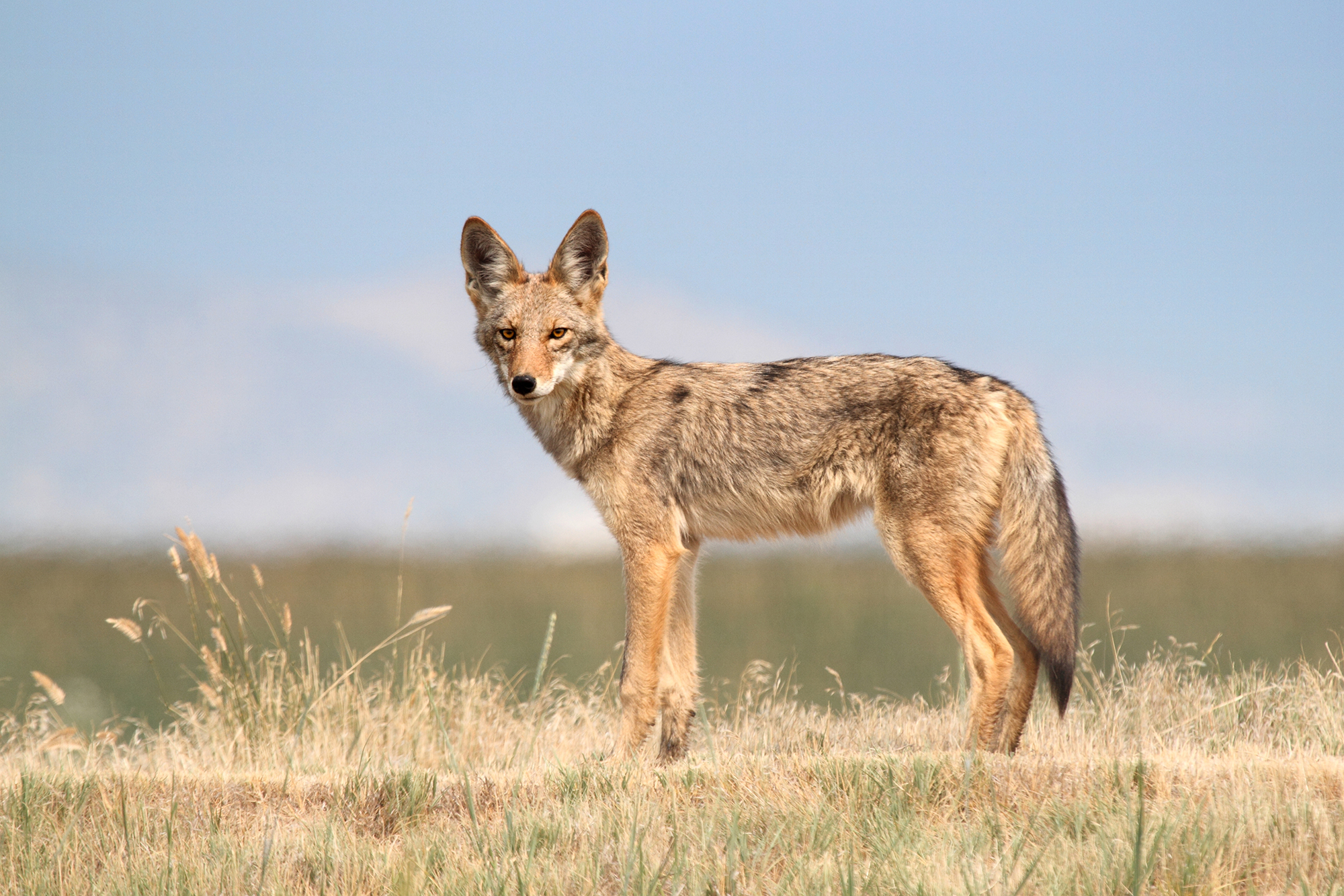 Coyote2.jpg