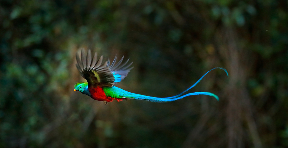CR-Quetzal_sized.jpg