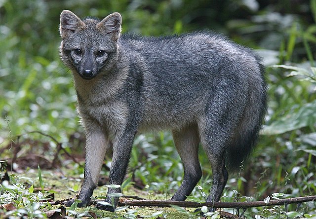 Crab-eating_Fox_(cropped).JPG