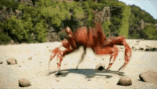 crabs.gif