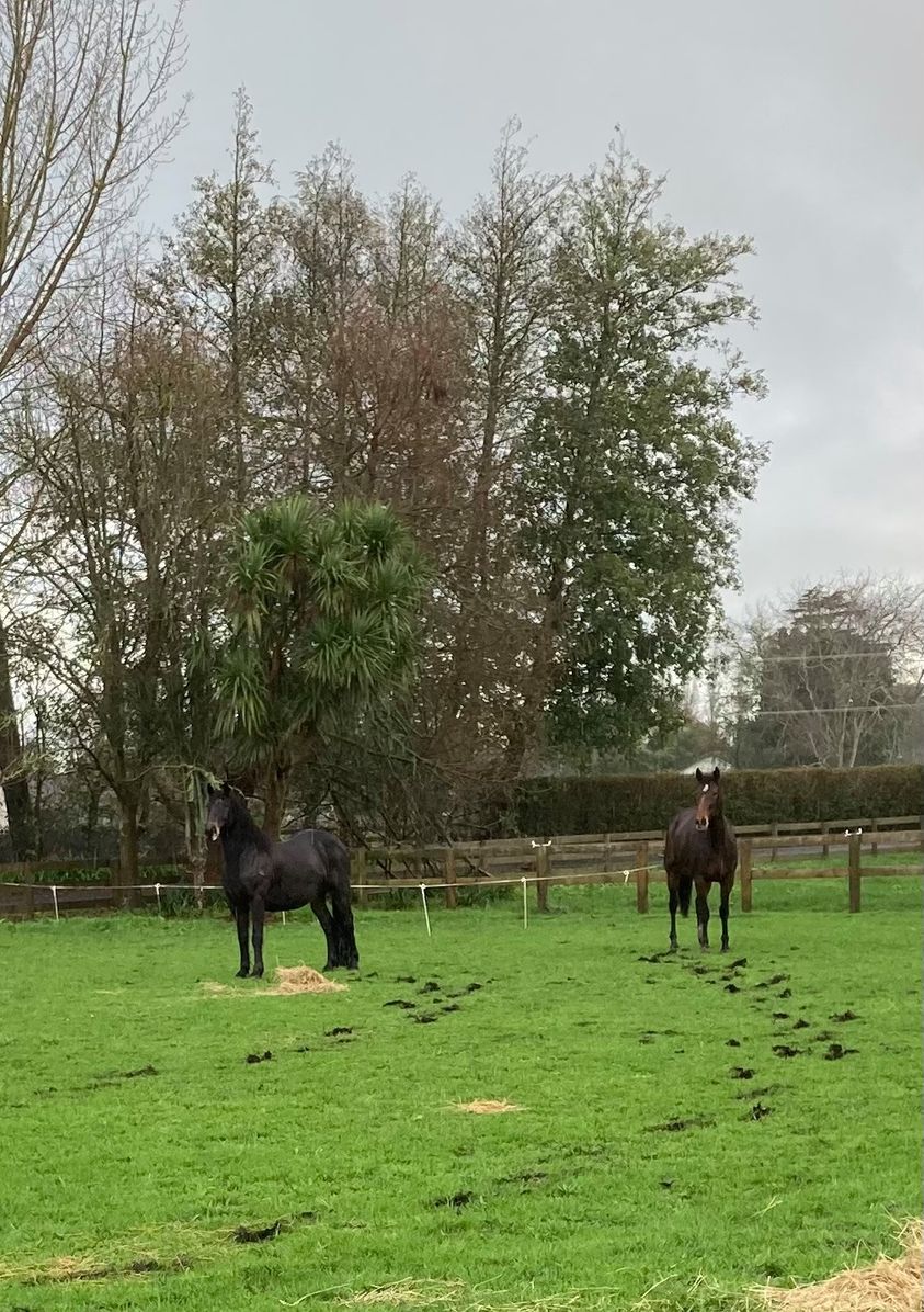CrazyPonies.jpg
