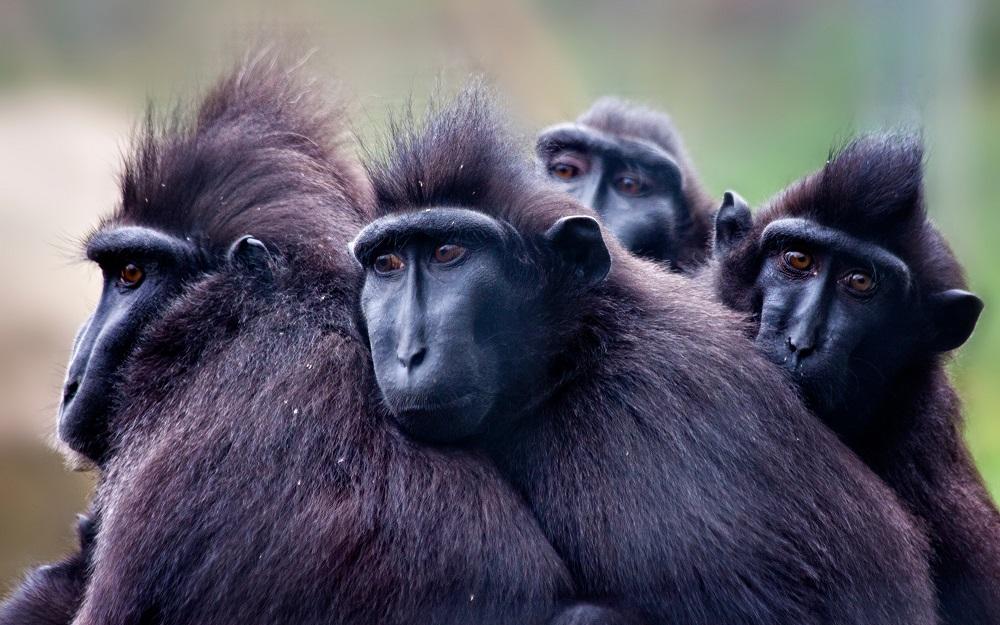 crested black macaque.jpg