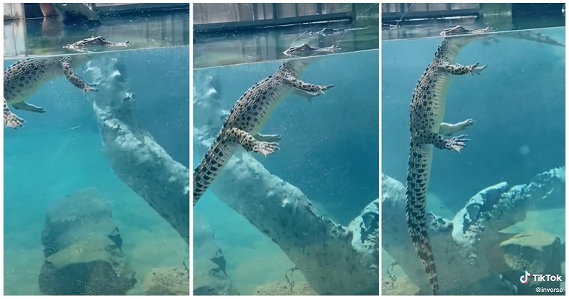 croc-3.jpg