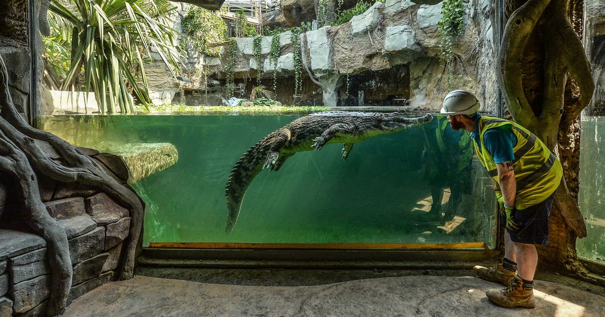Crocodile zoo exhibit.jpg