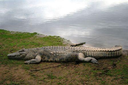 crocodilo.jpg