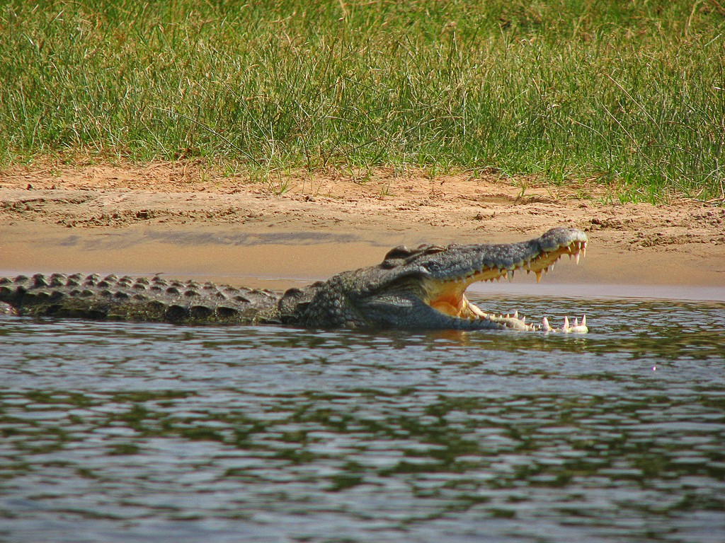 crocodylus_niloticus6.jpg