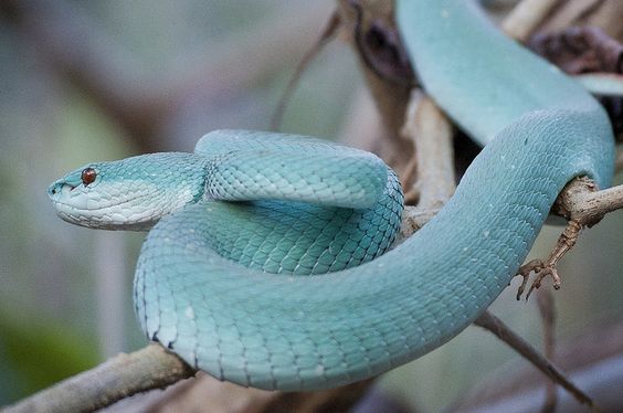 crotalo-azul-3.jpg