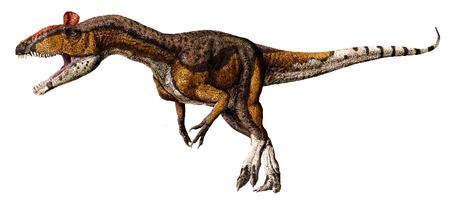 Cryolophosaurus_3f9e.jpg