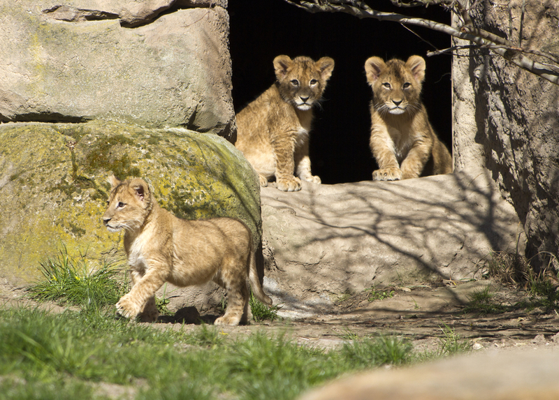 csm_18_Löwenjungtiere_entdecken_die_Löwensavanne___Zoo_Leipzig_dbd7479984.jpg