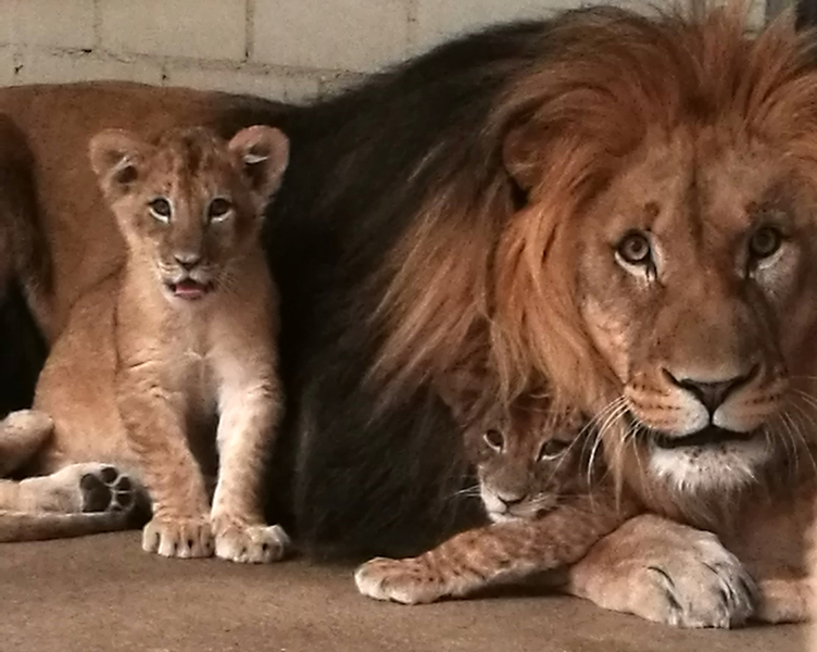csm_18_Löwenjungtiere_und_Majo___Zoo_Leipzig_6c8b8c6bba.jpg