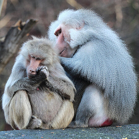 csm_pavian-tierpark-hellabrunn-geozone-afrika-primaten-affen_293b2fdbf4.jpg